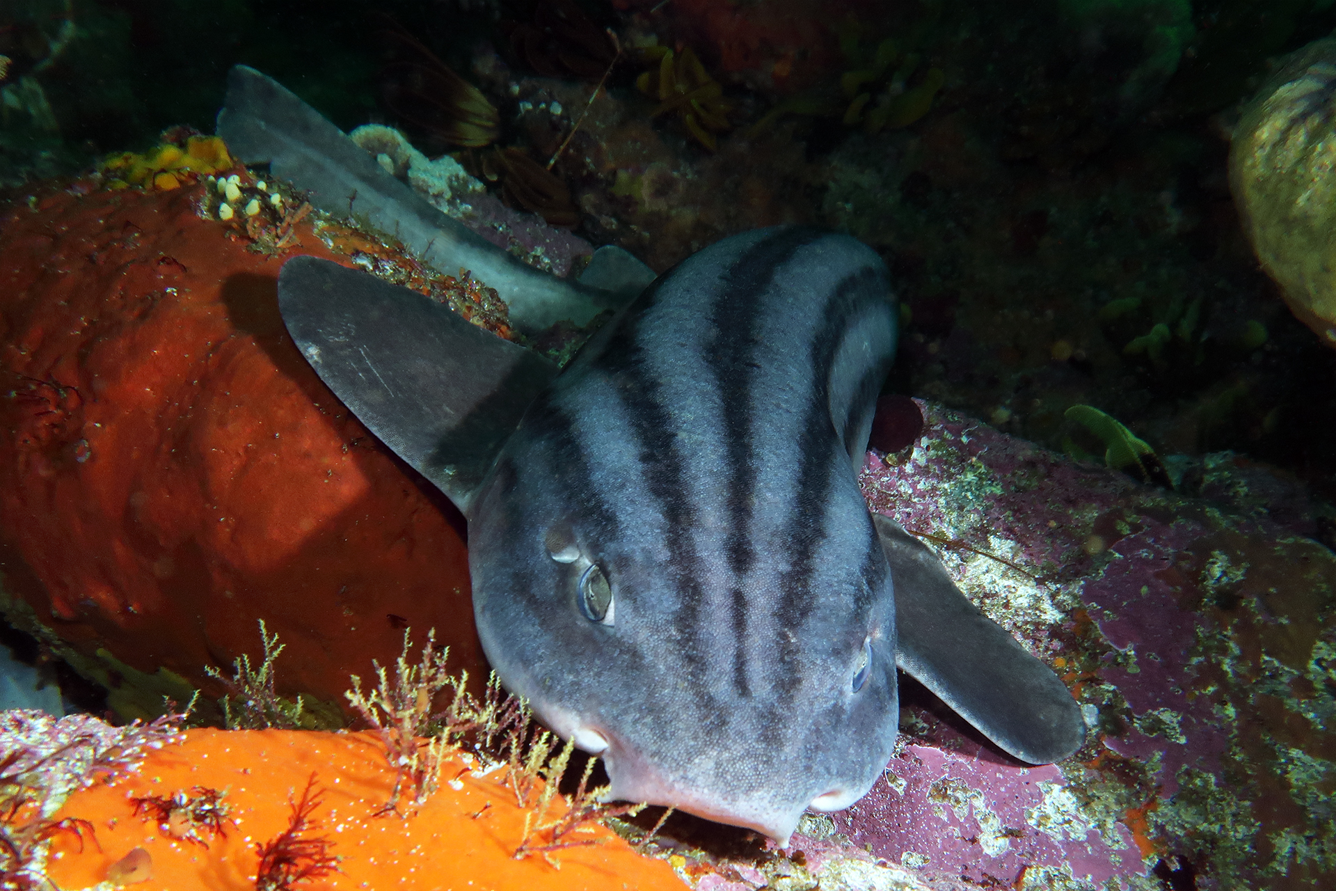 Pyjama Catshark