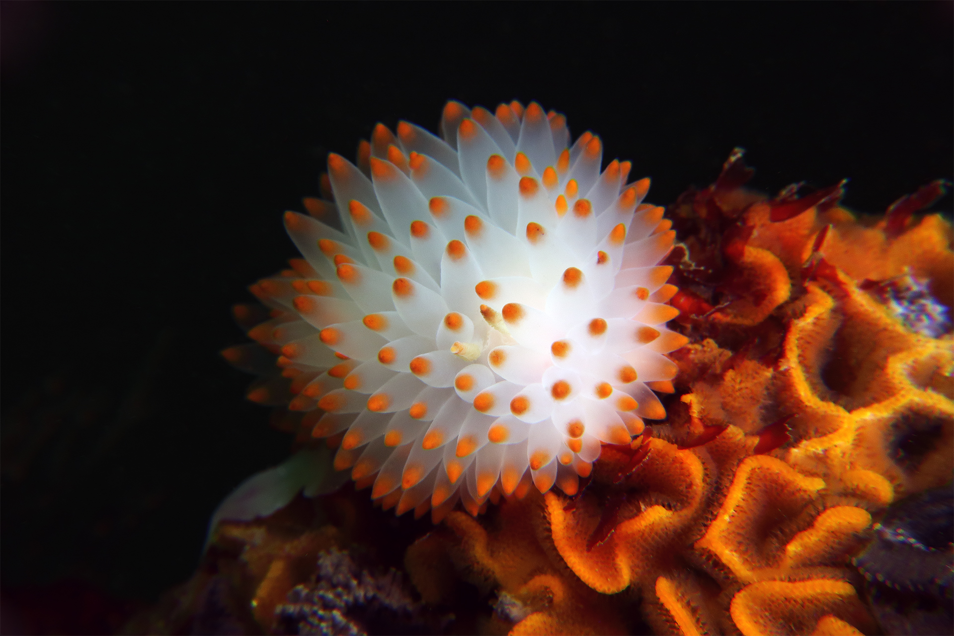 Gas Flame Nudibranch