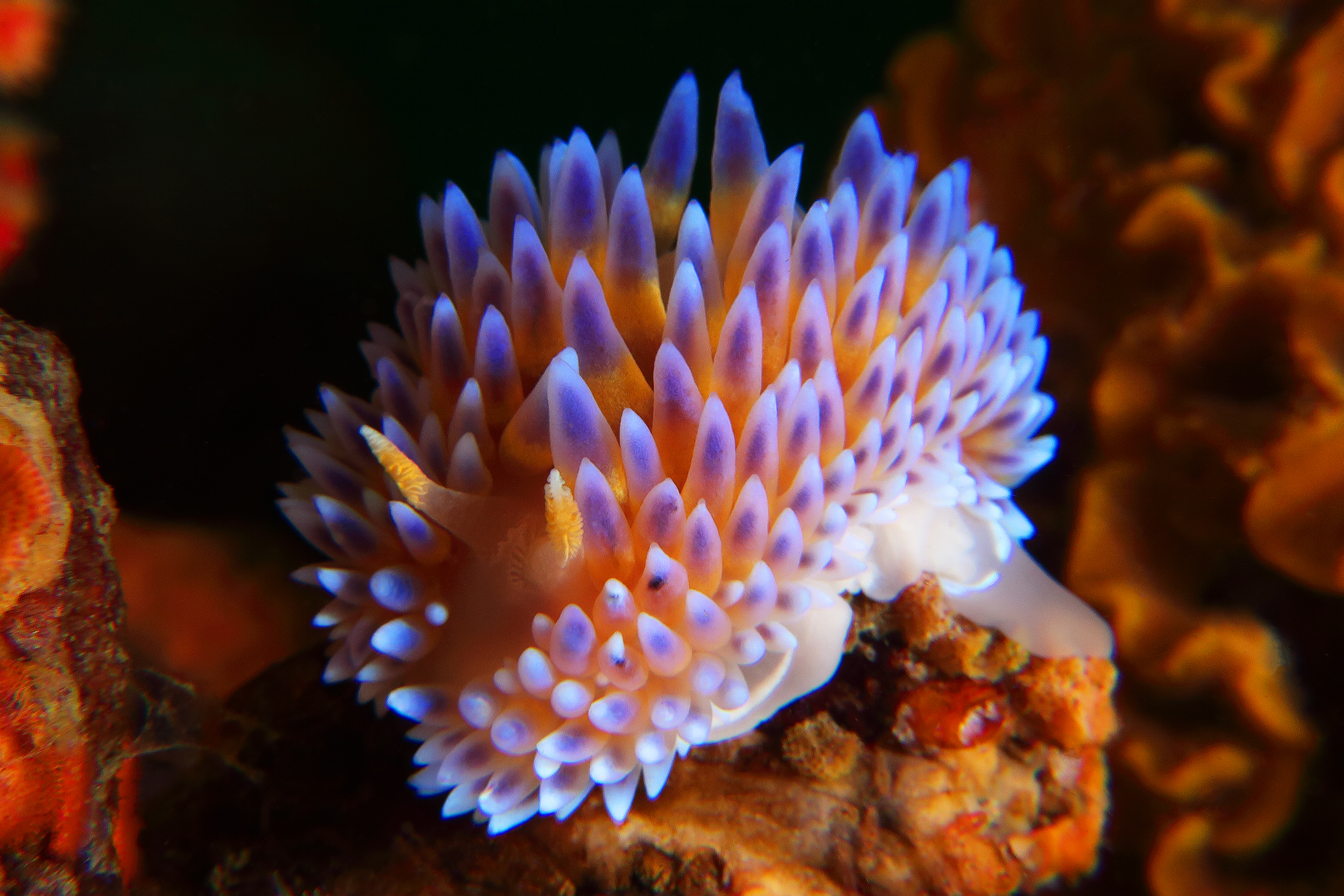 Gasflame Nudibranch