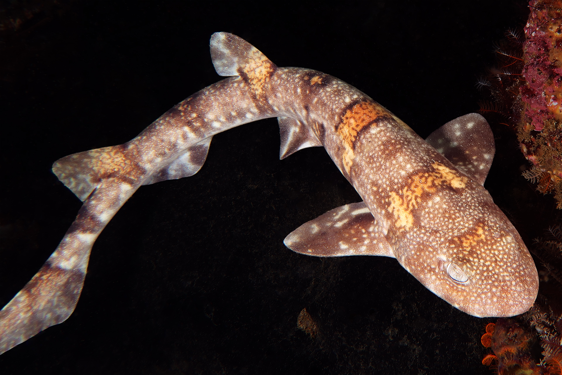 Puffadder Shyshark