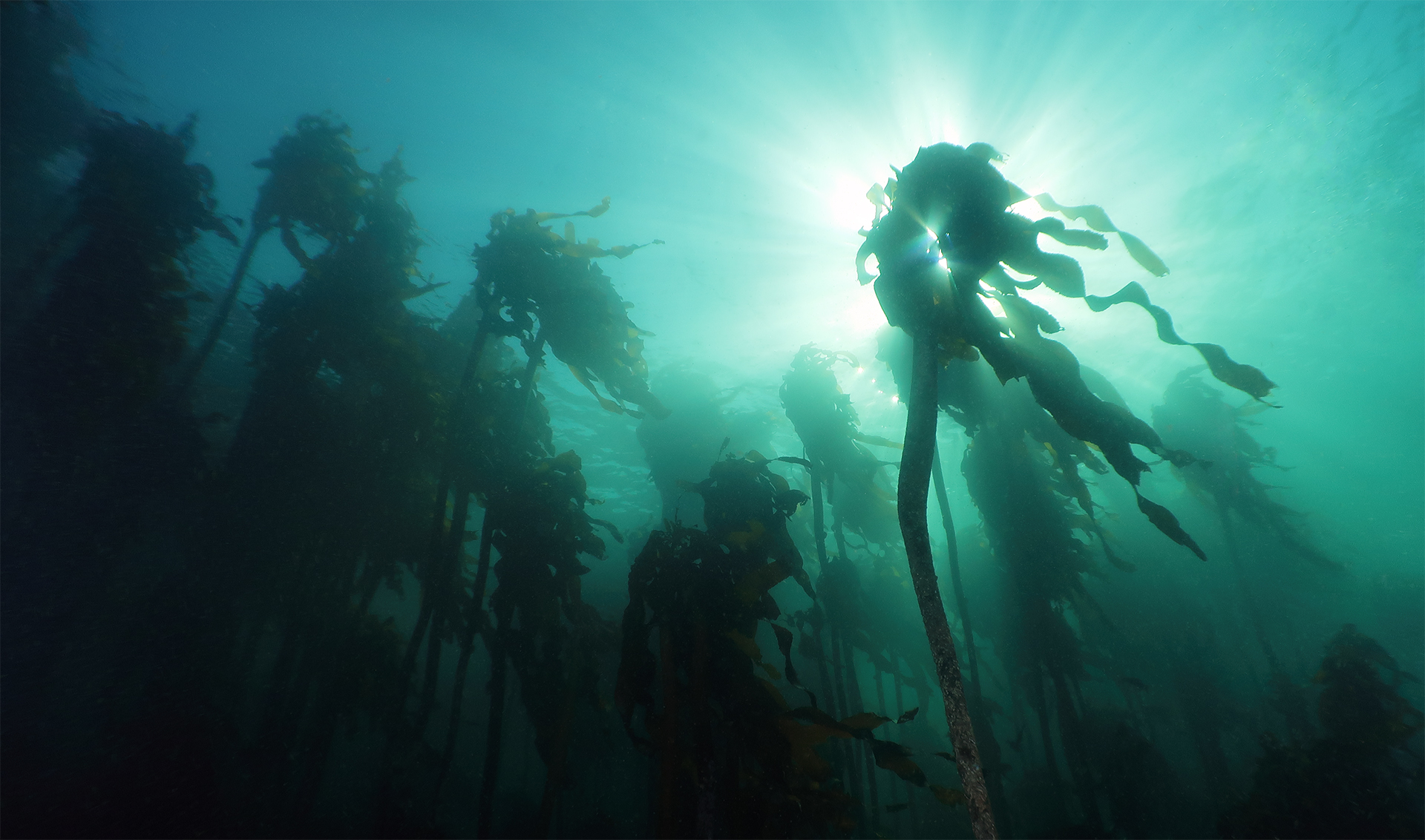 Kelp Forest