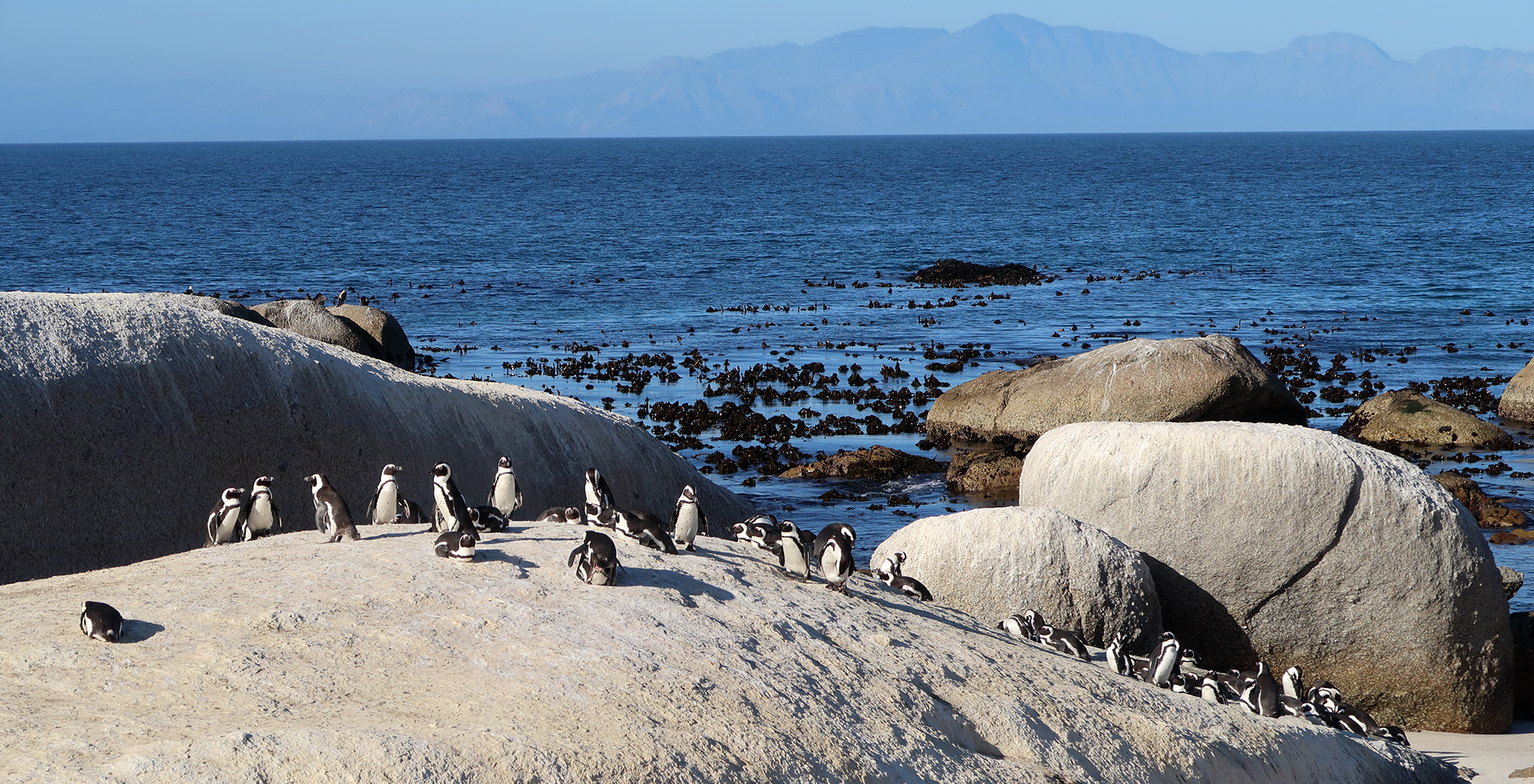 African Penguins