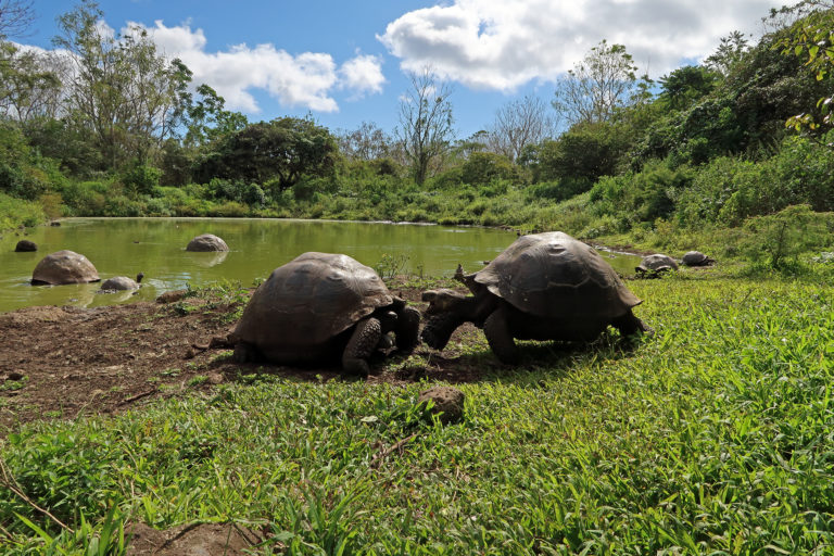 Naturparadies Galapagos - endee.ch